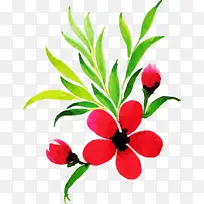 花 植物 叶