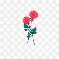 花卉 花园玫瑰 玫瑰