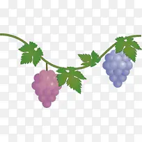 葡萄 水果 无籽水果
