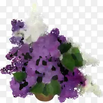 紫罗兰 紫色 花朵