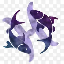 紫色 海豚 虎鲸