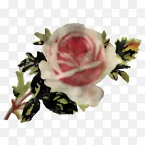 花园玫瑰 白色 花朵