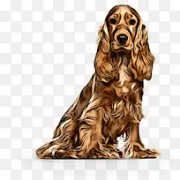 狗 可卡猎犬 爱尔兰塞特犬