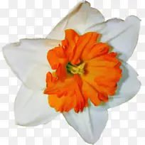 橙色 花 花瓣