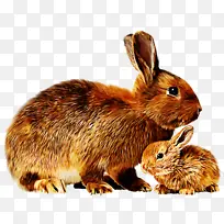 兔 山棉尾兔 兔和兔