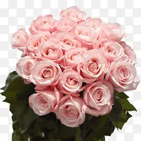 采购产品花园玫瑰 卷心菜玫瑰 花卉设计