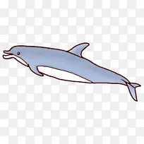 短喙普通海豚 粗齿海豚 白喙海豚