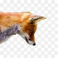 红狐 土狼 狗
