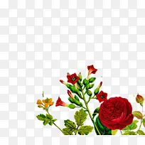 花园玫瑰 玫瑰 花卉设计