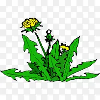 蒲公英 树枝 植物茎
