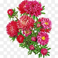 紫菀 植物 沉思