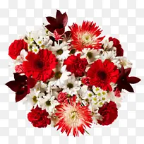 特兰斯瓦尔雏菊 菊花 切花