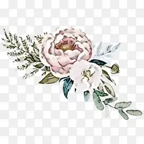 卷心菜玫瑰 花卉设计 花束