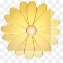花瓣 黄色 花朵