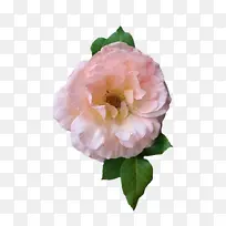 卷心菜玫瑰 花园玫瑰 多花