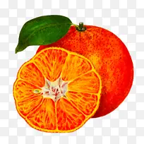 血橙 橘子 葡萄柚