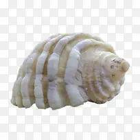 海螺学 海螺 贝壳