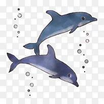 短喙普通海豚 粗齿海豚 全鳍海豚