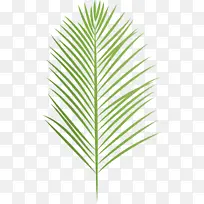 阿拉伯景观 植物茎 棕榈树