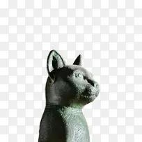 胡须 猫 鼻子