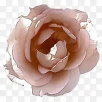 采购产品花园玫瑰 卷心菜玫瑰 多花的