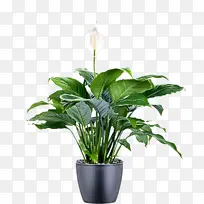 采购产品花盆 室内植物 和平百合