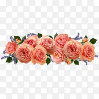 采购产品花园玫瑰 卷心菜玫瑰 花卉设计