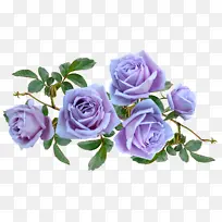 卷心菜玫瑰 花园玫瑰 蓝玫瑰