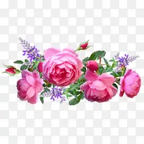花园玫瑰 卷心菜玫瑰 花卉设计
