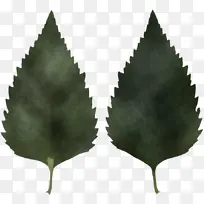 叶子 树枝 甜桦树