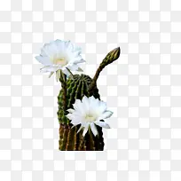 大花仙人掌 植物茎 花盆