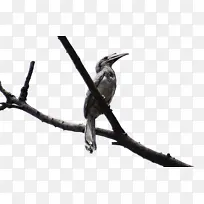印度灰犀鸟 鸟类 喙
