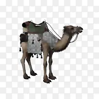 单峰骆驼 长颈鹿 卡通