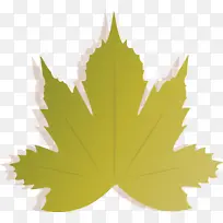 秋天 枫叶 叶子
