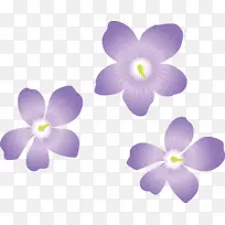 紫罗兰花 花 花瓣