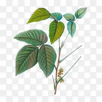 叶 植物茎 植物