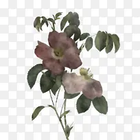 卷心菜玫瑰 花朵 花园玫瑰