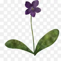 紫罗兰花 植物茎 飞蛾兰花