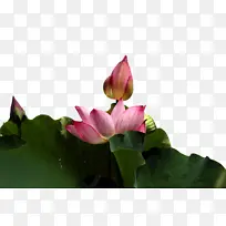 神圣的莲花 叶子 莲科