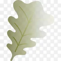 橡树叶子 叶子 树
