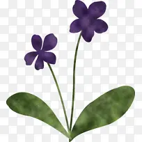 紫罗兰花 紫罗兰 植物茎