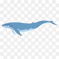 粗齿海豚 全鳍海豚 鲸类