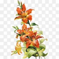 虎百合 橙百合 花卉设计