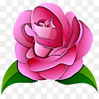 卷心菜玫瑰 花园玫瑰 卡通