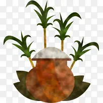 蓬加尔 植物 花盆