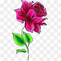 花卉设计 玫瑰科 花园玫瑰