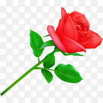 花园玫瑰 玫瑰科 卷心菜玫瑰