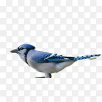 蓝松鸦 雀形目 鸟类
