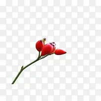 芽 植物茎 玫瑰果