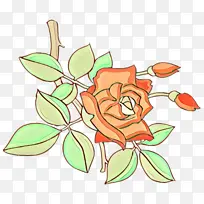 花 植物 玫瑰
